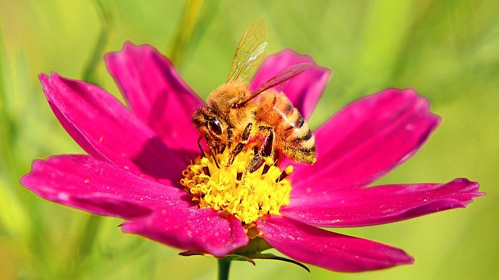 花は自分からミツバチを探しますか！？